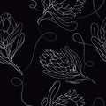 Vector illustration seamless pattern with large buds of a protea flower drawing outline. Textiles, wallpaper, fabric, decoration