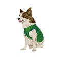 Sitting mongrel dog in vest Royalty Free Stock Photo