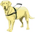 Seeing Eye Guide Dog Illustration