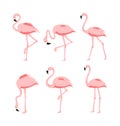 Vector Illustration set of Beautiful elegant pink flamingos in different poses on white background, exotic tropical Royalty Free Stock Photo