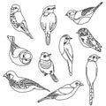 Vector illustration set of birds. Watercolor drawing. Royalty Free Stock Photo