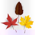 Vector illustration, set of bright autumn leaves