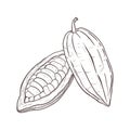 Vector illustration set of closed and opened cocoa beans. You can see seeds. Black outline of pods, graphic drawing. For