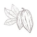 Vector illustration set of cocoa leaves and closed beans. Black outline of branch, graphic drawing. For postcards