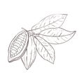 Vector illustration set of cocoa leaves and closed and opened beans. Black outline of branch, graphic drawing. For