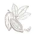 Vector illustration set of cocoa leaves, closed and opened beans and seeds. Black outline of branch, graphic drawing