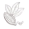 Vector illustration set of cocoa leaves, opened unpeeled bean and seeds. Black outline of branch, graphic drawing. For