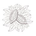 Vector illustration set of cocoa leaves, opened unpeeled beans. Black outline of leaf curcle, graphic drawing. For