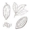 Vector illustration set of cocoa leaves, peeled and closed beans and seeds. Black outline of branch, graphic drawing