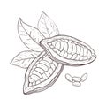 Vector illustration set of cocoa leaves, unpeeled beans and seeds. Black outline of branch, graphic drawing. For