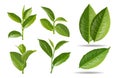 Vector illustration set of a collage of green tea leaves. Royalty Free Stock Photo