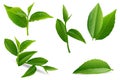 Vector illustration set of a collage of green tea leaves. Royalty Free Stock Photo