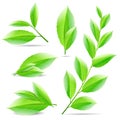Vector illustration set of a collage of green tea Royalty Free Stock Photo