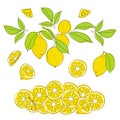 Set of collection compositions with lemon citrus element fruits. Vector illustration collection tropical exotic food.