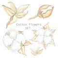 Vector illustration of a set of cotton flowers. Cotton plant at different stages of maturation.