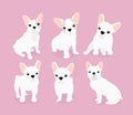 Vector illustration set of cute adorable french bulldog puppies on pink background in flat cartoon style.