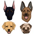 Vector illustration set of dogs flat icons. Cartoon and realistic in brown, black and sand colours isolated on white background. Royalty Free Stock Photo