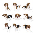 Vector illustration set of cute and funny beagle dog, lively actions, playing, jumping dogs in flat design. Royalty Free Stock Photo