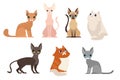 Vector illustration set of different cat breeds, cute pet animal collection, different cats on white background in Royalty Free Stock Photo