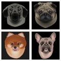 Dog head on a black background. Pomeranian dog, anatolian shepherd dog, french bulldog, pug dog.