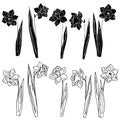 4017 narcissus, Vector illustration, set of drawings of narcissus flowers, template in black, isolate on a white background Royalty Free Stock Photo