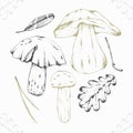 Vector illustration. Set of edible mushrooms, fallen leaves, branch, acorns and wild berries.