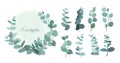 Vector illustration set of eucalyptus leafs and branches. Cute herbs for wedding greenery, decorative elements for