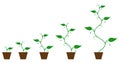 Set of green icons - plant growth phase Royalty Free Stock Photo