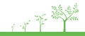 Vector illustration of a set of green icons - plant or tree growth phase, isolated