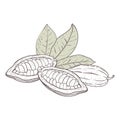 Vector illustration set of grey cocoa leaves, raw unpeeled beans. Black outline of branch, graphic drawing. For