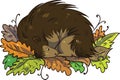 Hedgehog hibernating during winter in pile of leaves Royalty Free Stock Photo