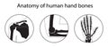 Vector illustration set of human hand skeletal anatomy Royalty Free Stock Photo