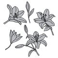 4080 lilies, Vector illustration, set of images of lily flowers, drawing in monochrome color, template, stencil, isolate on a whit