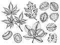 Vector illustration of set ink sketch hand drawn walnut plant, chestnuts, Autumn leaves. Royalty Free Stock Photo