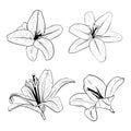 Vector illustration set of lily flowers in full bloom. Black outline of petals, graphic drawing. For postcards, design