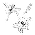 Vector illustration set of lily flowers in full bloom and lilly bud. Black outline of petals, graphic drawing. For