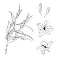 Vector illustration set of lily flowers in full bloom, lilly bud and lily branch. Black outline of petals, graphic