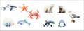 Vector Illustration Set of Marine Animals and Birds Dolphins, Starfish, Crab, Seals, Seagull, Shell, Penguin in Various