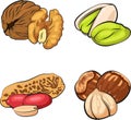 Set of Nuts. Vector illustration