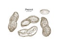 Vector illustration set of peanuts Royalty Free Stock Photo