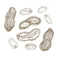 Vector illustration set of peanuts Royalty Free Stock Photo