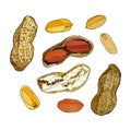 Vector illustration set of peanuts Royalty Free Stock Photo