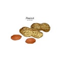 Vector illustration set of peanuts Royalty Free Stock Photo