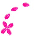 The set pink rose petals. White background Royalty Free Stock Photo