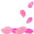 The set pink rose petals. White background Royalty Free Stock Photo