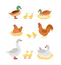 Vector illustration set of poultry. Hen, cock, duck and goose, chicken on eggs on the nests in cartoon flat design.