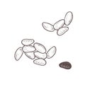 Vector illustration set of raw cocoa seeds. Black scillfull outline of cacao fruit, graphic drawing. For postcards