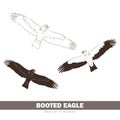 Vector illustration: Set of silhouettes Booted Eagle in fly.