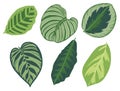 Vector illustration set of six different tropical exotic jungle Marantaceae Calathea prayer plant leaves Royalty Free Stock Photo