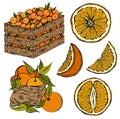 Vector illustration set of sketch hand drawn wooden box and bag full of oranges with green leaves, slice orange, fruits, citrus Royalty Free Stock Photo